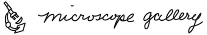 Microscope Gallery